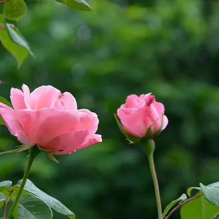 Bed & Breakfast Casa Omnia 2*